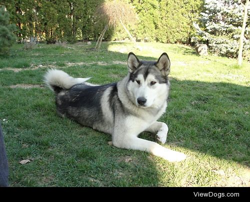 This is Freya. She’s an alaskan malamute. She is a year…