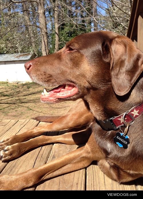 Hello from Ranger! chocolate lab & boxer mix