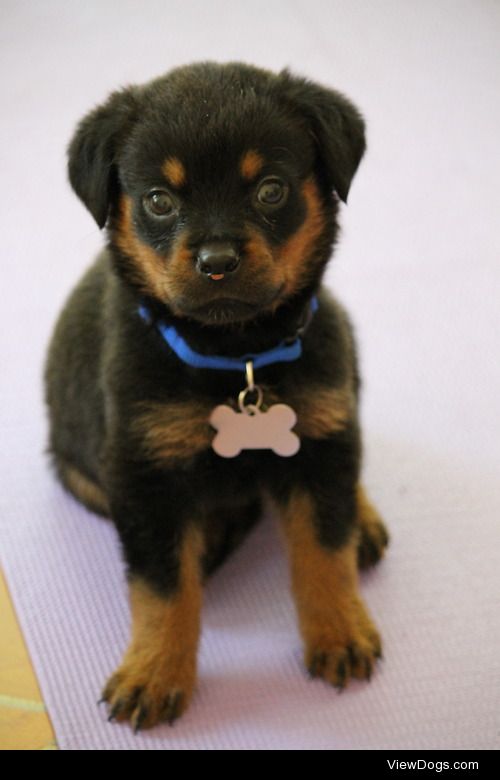My Rottweiler puppy, Vincent, at six weeks old! 