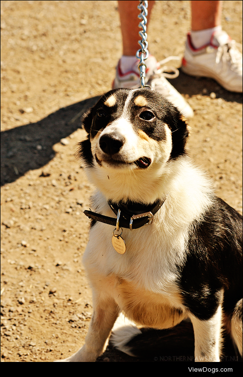 happy dog!