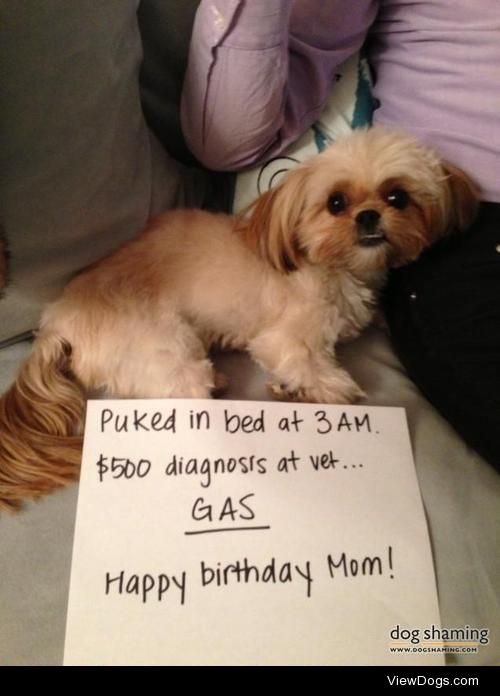 Birthday surprise!

Kinje (Havanese-Yorkie) woke me up at 3am on…