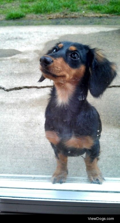 Zyra the mini long haired dachshund, just a little puppy :)