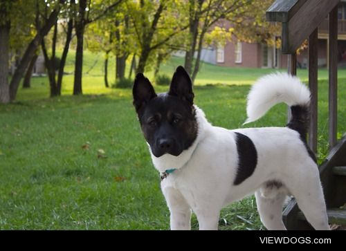 This is Bear, my 3 year old American Akita. His favorite hobbies…