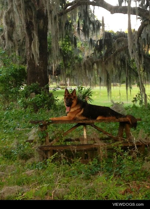 Volker, 2yo German Shepherd