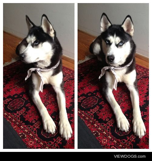 My 3yr old Siberian Husky Kimber, the highlight of my life….