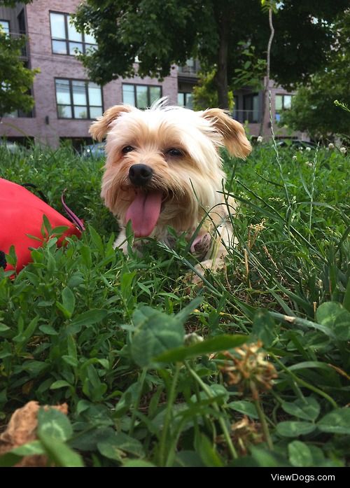 Daisy, my 7 year old “Morkie”