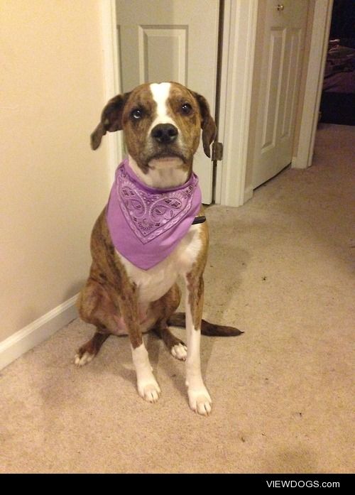 Zeus is a 2 yr old Catahoula Leopard/Pit Bull mix, the sweetest…