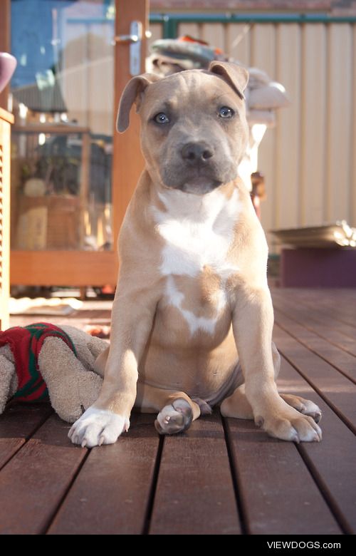 American cross English pup