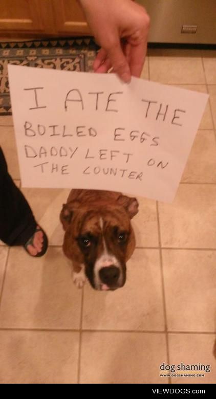 Eggcellent idea!

I left the kitchen for 15 seconds and Reesee…