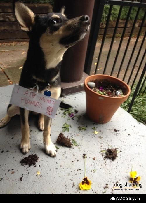 From Seed to Cotton

Our puppy Cotton was mad that we wanted to…