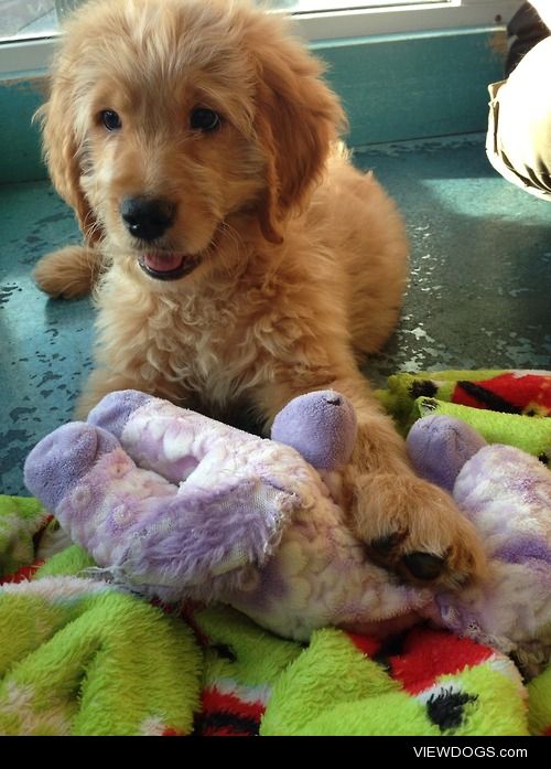 Meet Ollie, a (almost) 3 month old goldendoodle.