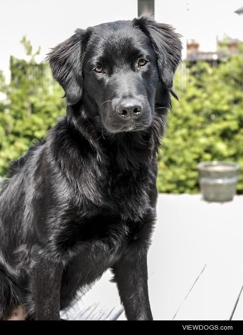 Freddie begging to go back inside, I feel like this Flattie…