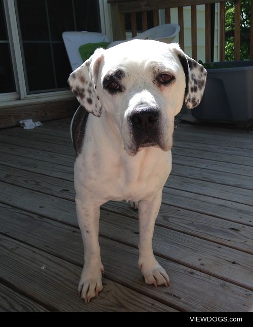 Toph – American Bulldog mix – 7 years…