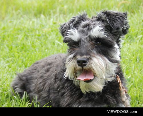 This is my 2-year-old miniature schnauzer, Rudy.  He is a very…