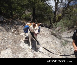 This is my beautiful Sadie. We recently discovered her love of…