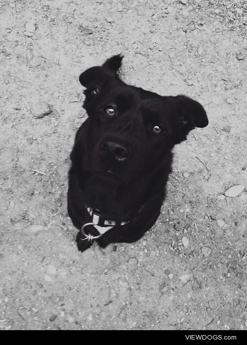 This is Blaire, she’s a 2 1/2 year old black lab/ chow-chow mix….