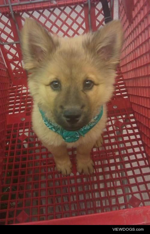 Bean; my Chow German Shepherd when he was a baby.