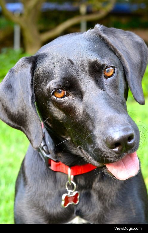 Our rescued black lab, Maui