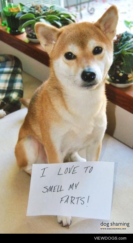 Shiba Inoxious gas

“I love to smell my farts!”
