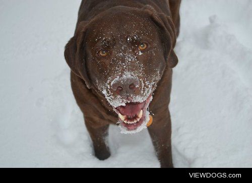 Chip the Chocolate Lab loves playing in the snow.