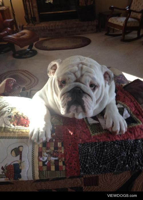 Meet Bubba. Our 1 1/2 yr old English Bulldog.