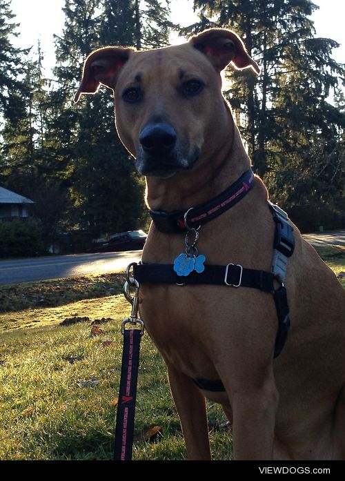 This is Zoe, a 6 year old Rhodesian Ridgeback (without the…