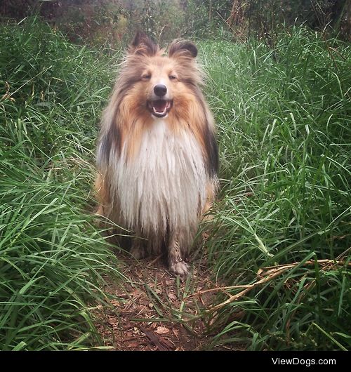 My beautiful little sheltie, Penny, doesn’t mind getting a…