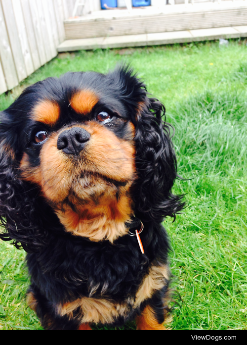 This is Oscar, he’s a 7 year old Cavalier King Charles Spaniel…