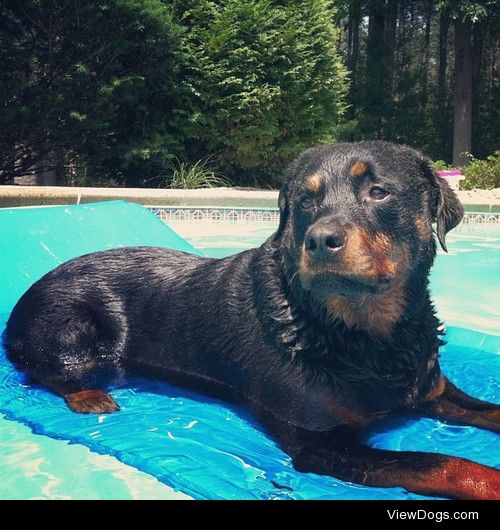 My rottie, Abigail, is the queen of the pool.