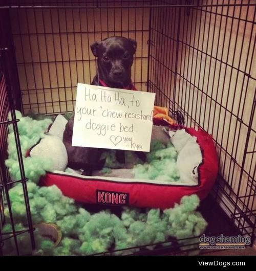 Indestructible Bed

Ha ha ha to your chew resistant doggie…