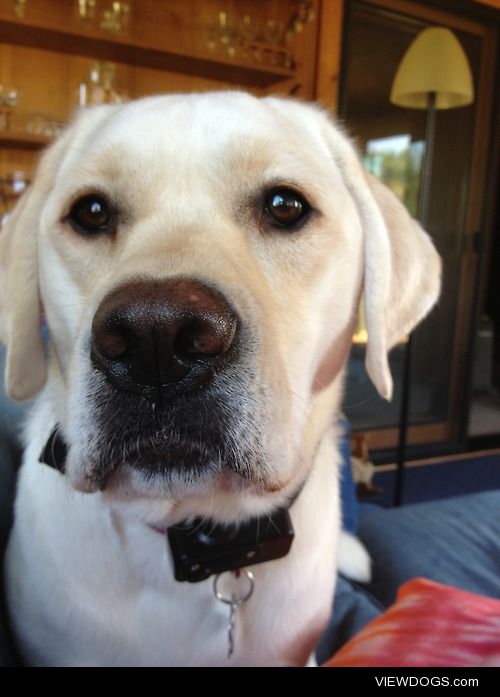 This is Macy Faye, my 2 year old Ivory British Lab. She’s the…