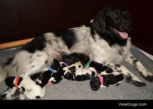 Our Stabyhoun “Berber” gave birth to seven puppies last week!…