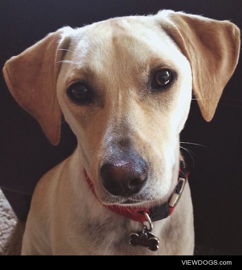 This is my lil munchkin, Ellie!  She’s a lab mix and is pretty…
