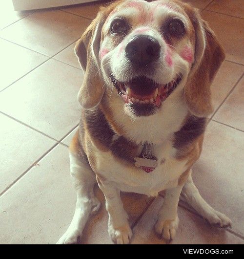 This is Timbit! 12 year old Beagle.
She is covered in lipstick…