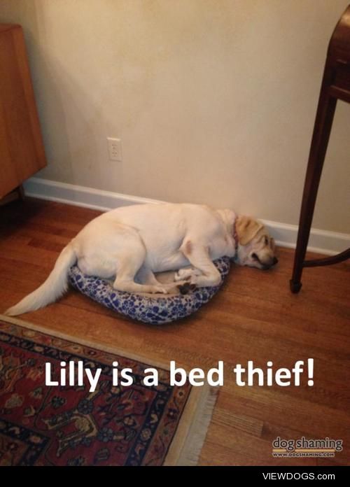 Golden-locks, that’s not your bed!

This is Lilly. She is in…