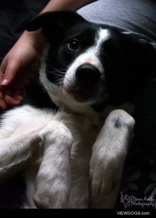 Our other border-collie ‘Pipsqueak’ wanting her belly rubbed as…