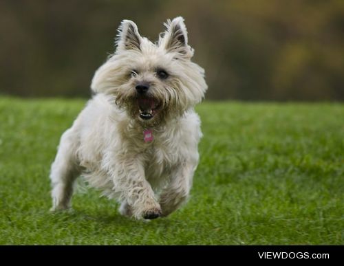 Our 7 year old Cairn Terrier Millie in her favourite park