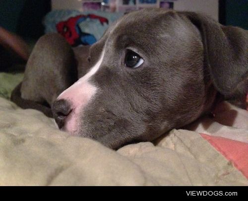 My girlfriend’s 7 week old pitbull