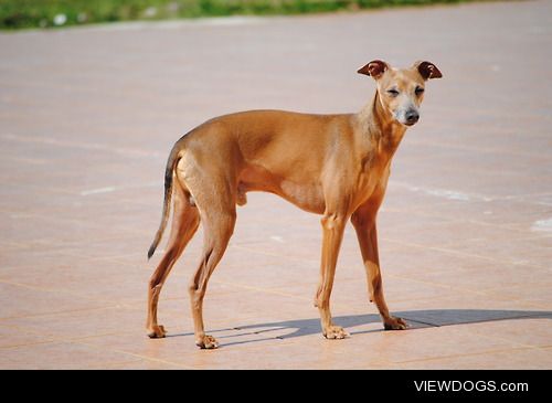 This is Speedy, our Italian Greyhound.