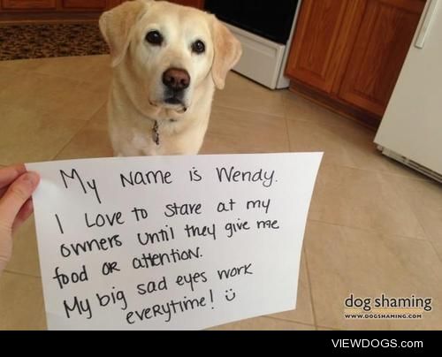 Hungry Eyes

My Name is Wendy. I love to stare at my owners…