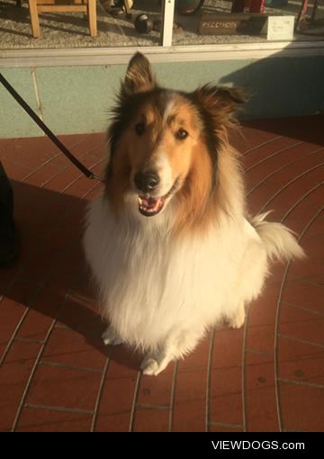 Avalanche! ~7 year old Collie, owned by a family friend and…