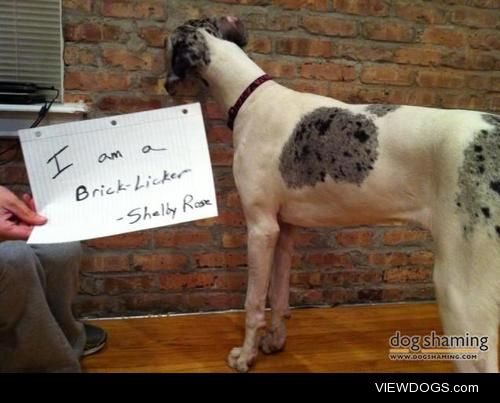 Brick-Licker

Shelby is a 9-month old Great Dane…