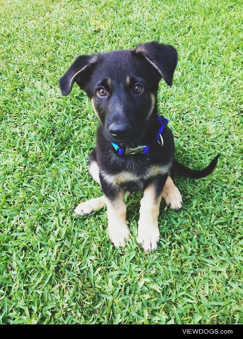 Meet Bruno, a 2-month old German shepherd. 