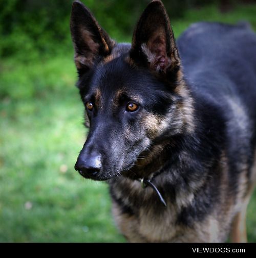 My beautiful 5 year old German Shepherd Cooper (photo taken by…