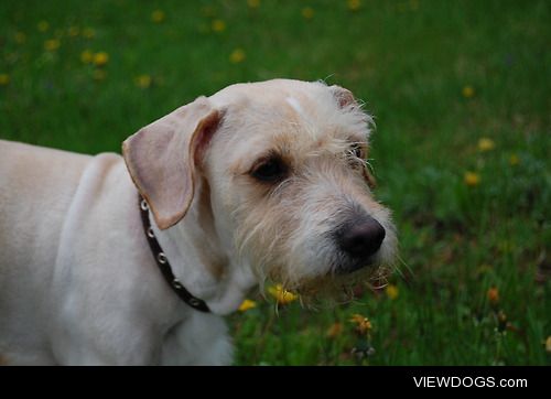 This is Shandee, mixed breed,probably has some terriers in his…