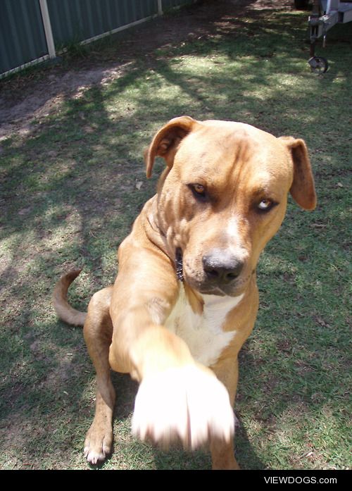 This is Taj. He is Rhodesian Ridgeback cross Bull Mastiff. He’s…