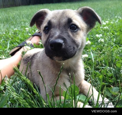 My 10 week old, Shiba Inu mix Leah :)