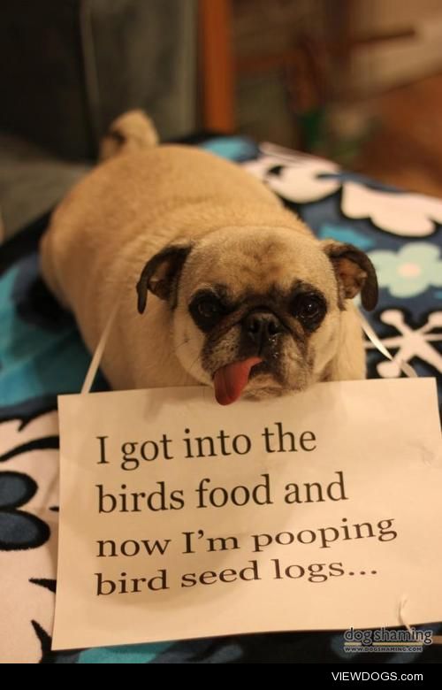 I’m working on my bird-calling technique

This sneaky little Pug…