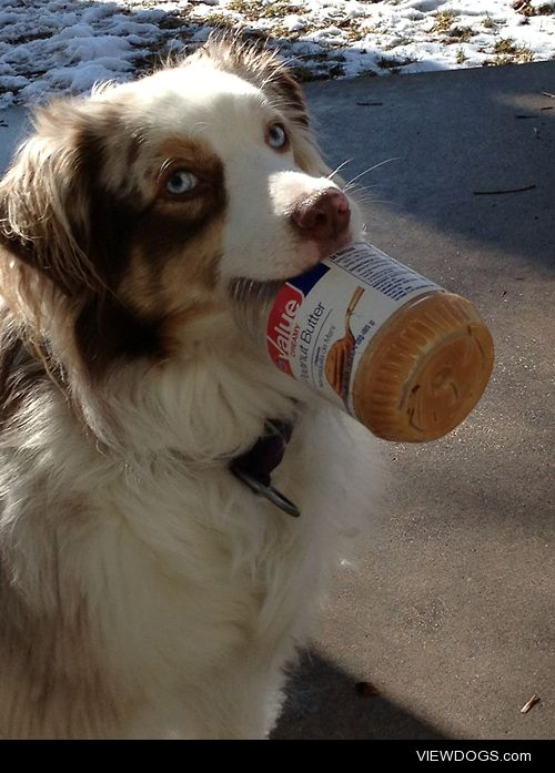 This is my mini Aussie Bindi showing off her prize of a jar of…