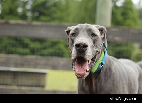 This is our big goofy Dane friend, Dallas. He recently turned 5,…